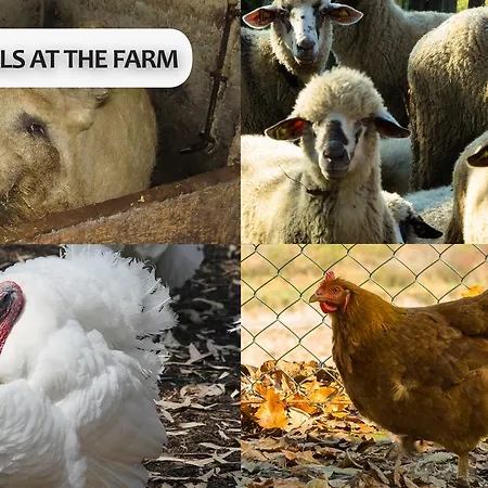 Eco Farm Milanovic * Despotovac