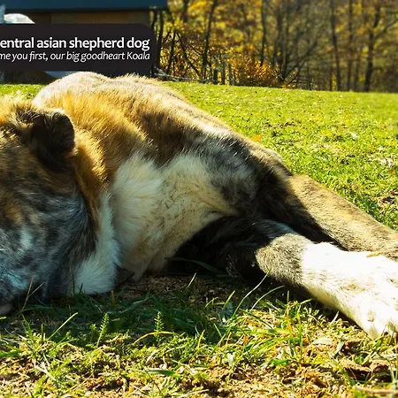 Eco Farm Milanovic Country house Despotovac